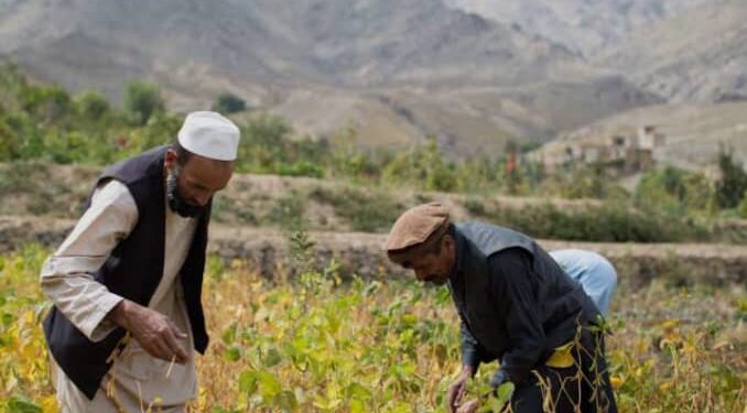 بریتانیا په افغانستان کې د خوړو د خوندیتوب او اقلیمي بدلونونو پر وړاندې د مبارزې نوی پروګرام پیلوي