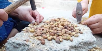 مغز کردن پسته در بدل روزانه صد افغانی؛ منبع درآمد دختران بازمانده از تحصیل در بادغیس