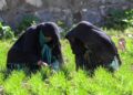نورستان؛ «کشاورزان زن روستای شان را زنده نگه میدارند»